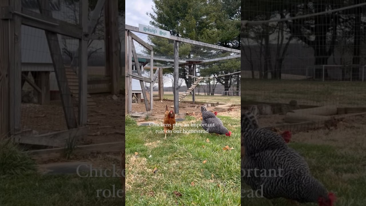 Discover how chickens support a productive homestead system