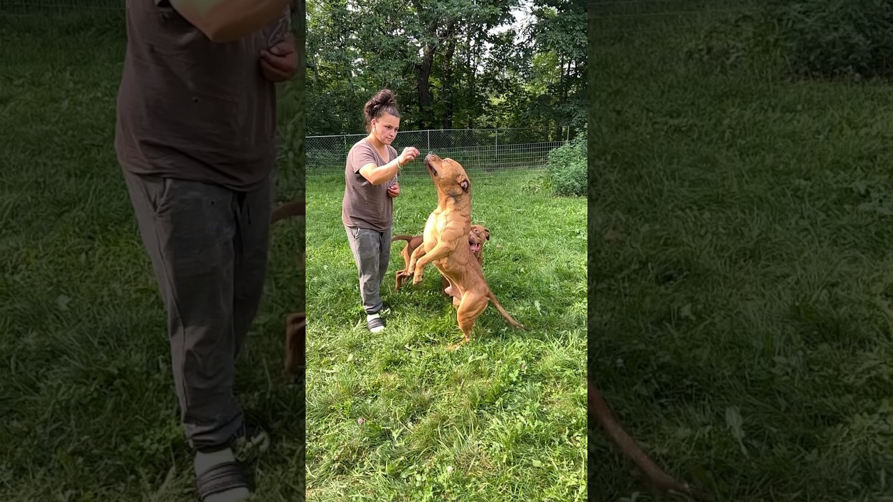 This pitbull’s strength is seriously impressive