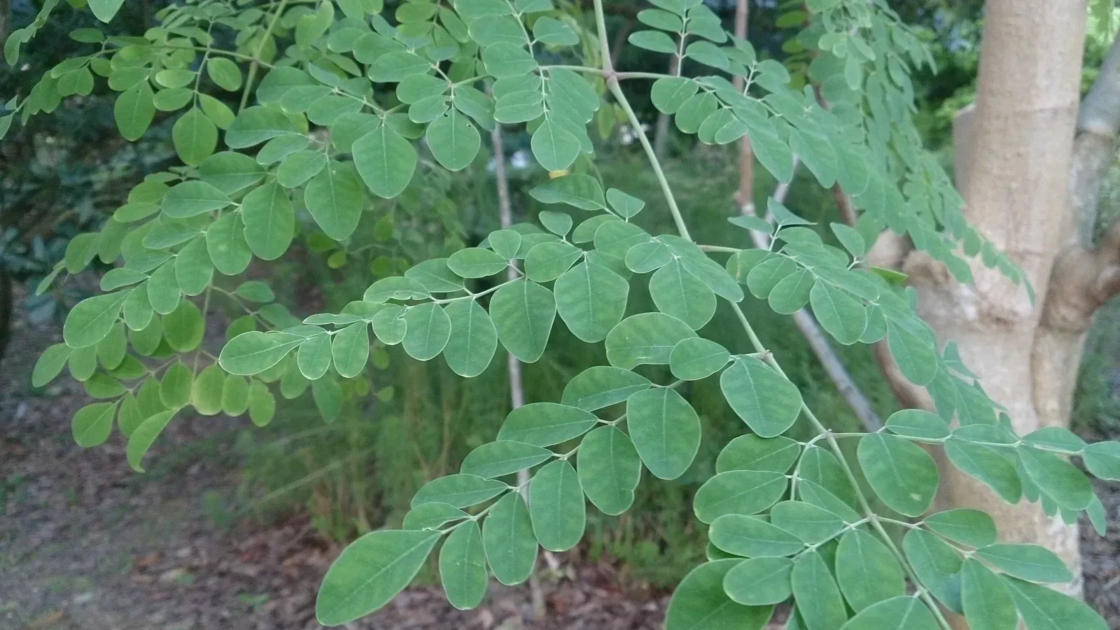 This 'miracle tree' can filter over 98% of microplastics straight out ...