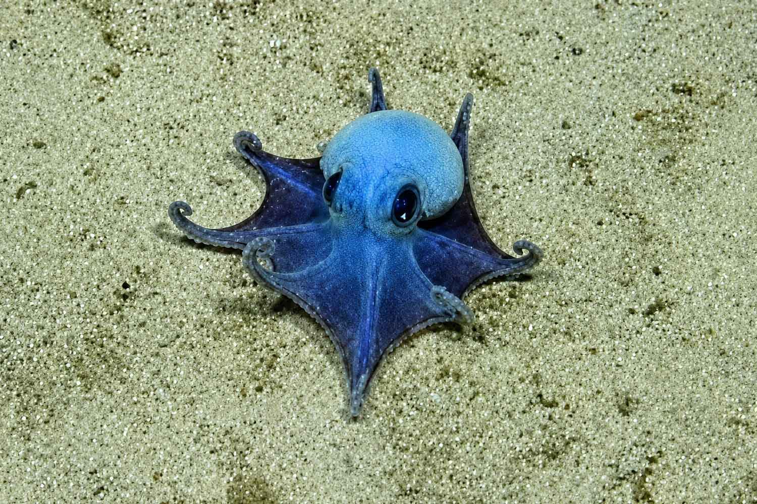 Nuove specie: scoperto un adorabile e misterioso polpo blu simile a un ...