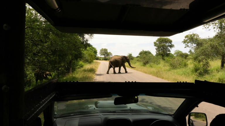 Watch: Elephant bull damages safari vehicle in Kruger National Park ...
