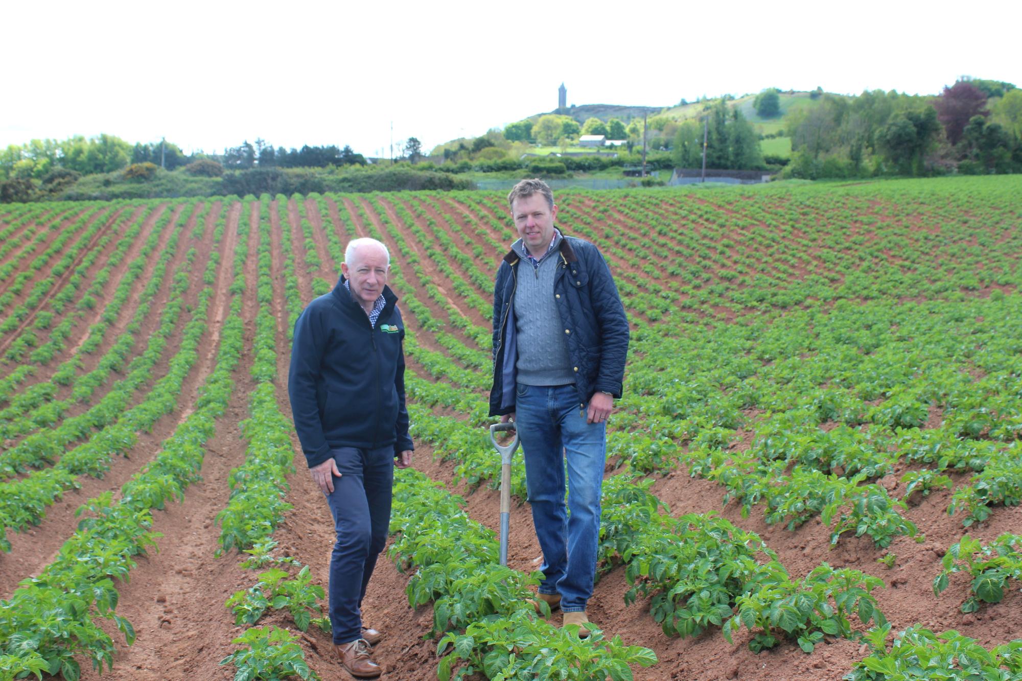 First early potatoes to be in the shops by the middle of June