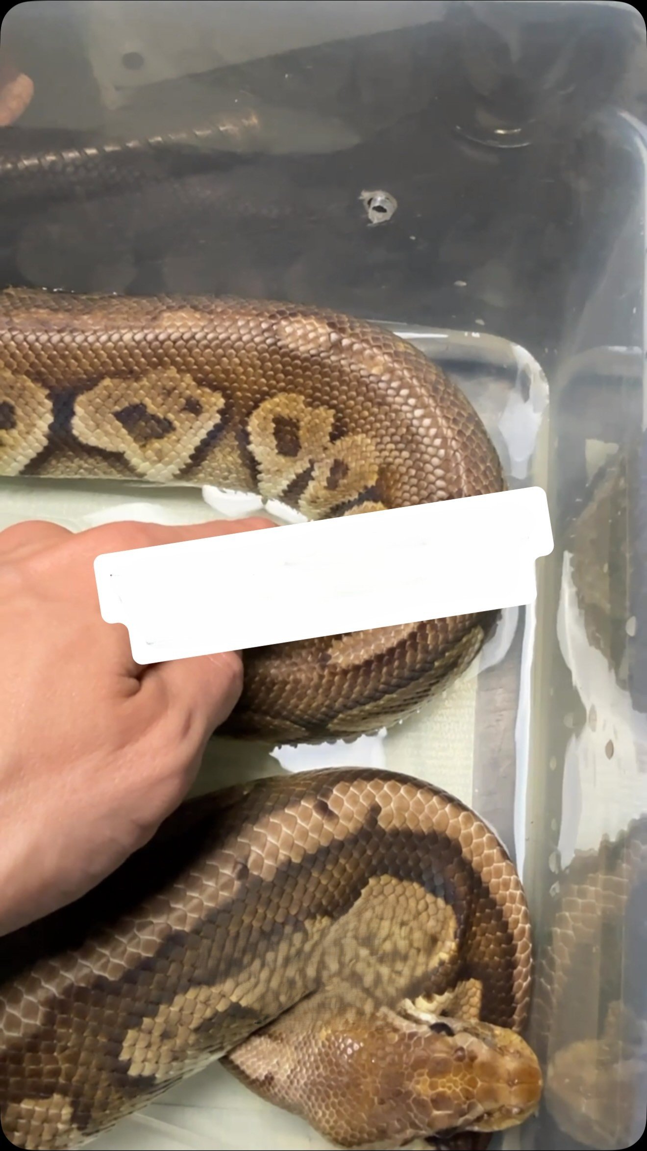 The Molinaro Snake Lab: Conditioning update