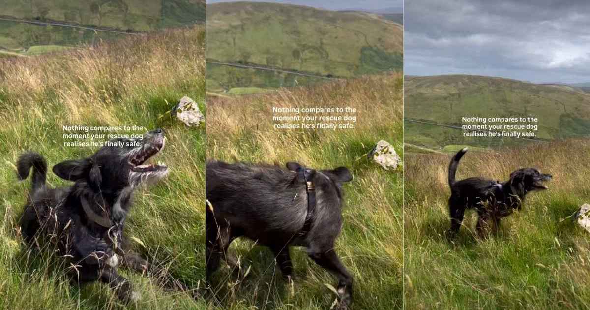Rescue dog realizing his freedom amid the vast sky is priceless