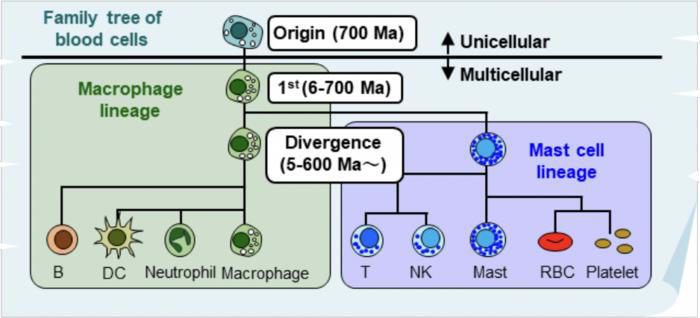Study finds human blood cell development mirrors 700 million years of ...