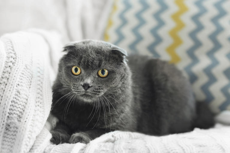 Timid cats 2026: Here are the 12 most shy and anxious breeds of ...