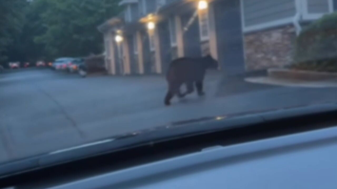 Bear runs through metro Atlanta apartment complex