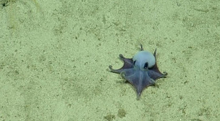 Nova espécie de polvo de águas profundas descoberta nas Ilhas Galápagos