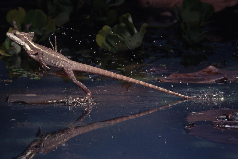 A 'Jesus Christ lizard' has been filmed running on water – and the ...