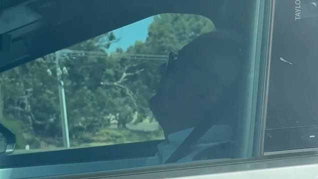 Tesla driver falls asleep at the wheel