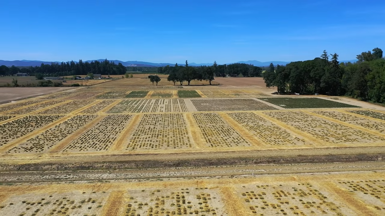 What they don’t tell you about grass seed