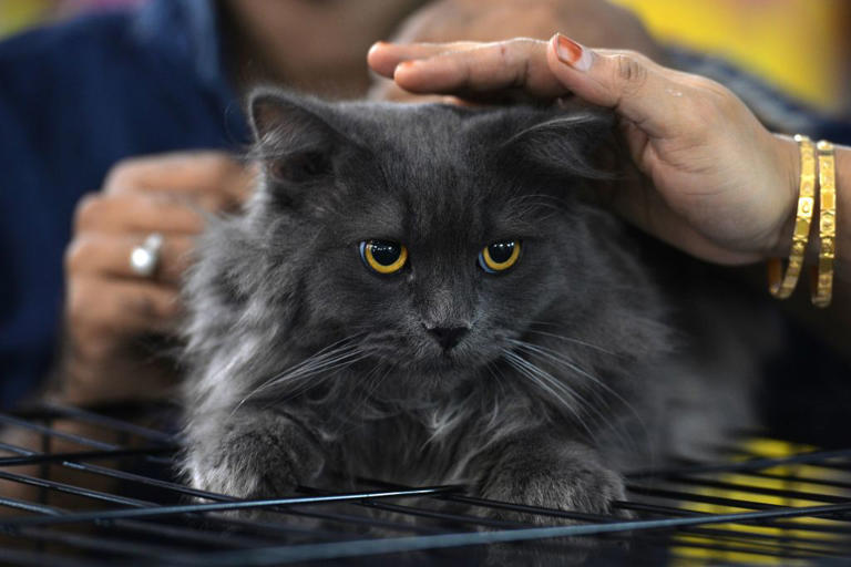 Timid cats 2026: Here are the 12 most shy and anxious breeds of ...