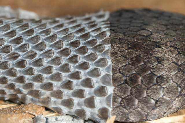 Pantry discovery suggests large rat snake may have been secretly wiping ...