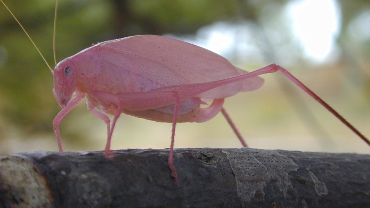 A rainforest katydid just stunned scientists by glowing hot pink — then ...