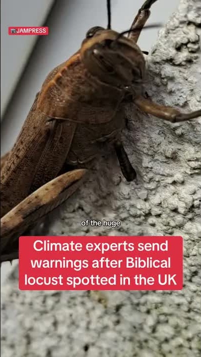 Biblical Locust spotted in UK garden #themirror #news