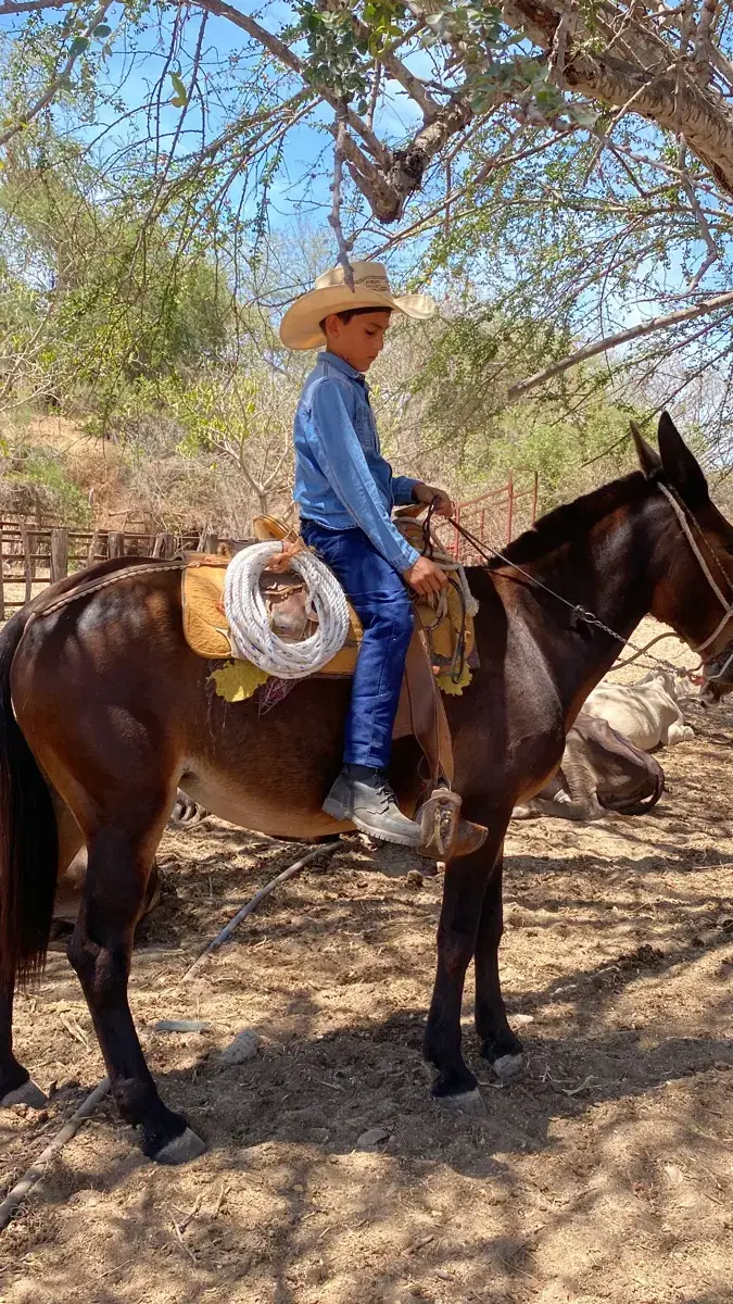 Tiene 9 años y su vida entre vacas y caballos está sorprendiendo en Sinaloa