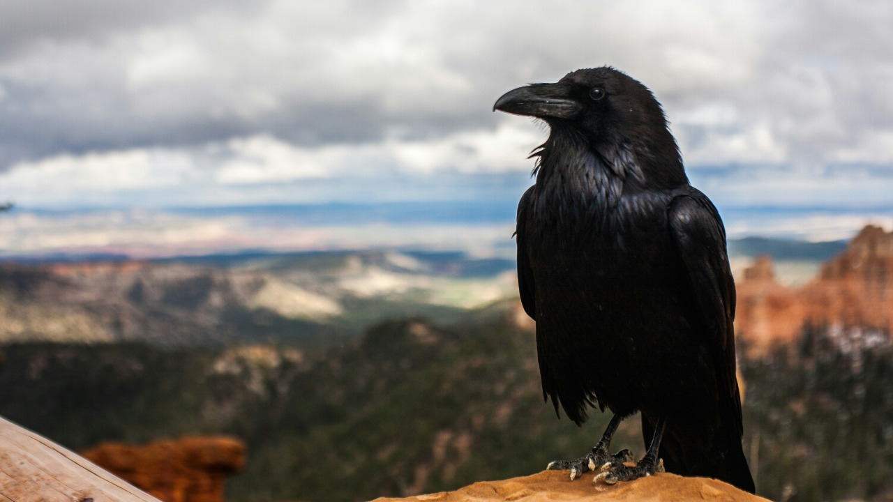 Ravens are far craftier hunters than anyone realized — scientists ...