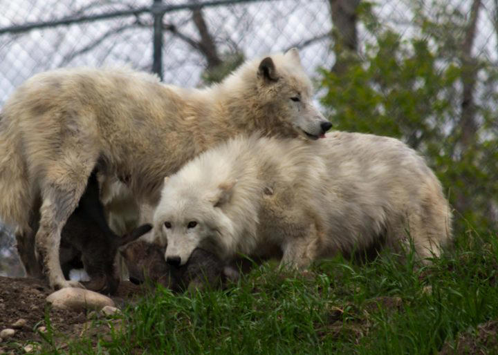 Arctic wolf pups born at Edmonton Valley Zoo