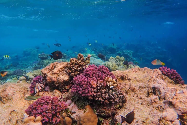 Sabah to punish fish bombers damaging coral reefs