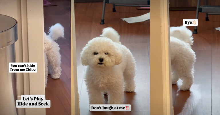 Tiny dog stomps her paw after mom laughs at her hiding skills