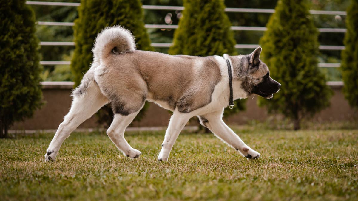 This devoted parent's split-second choice saved his dog from a surprise ...