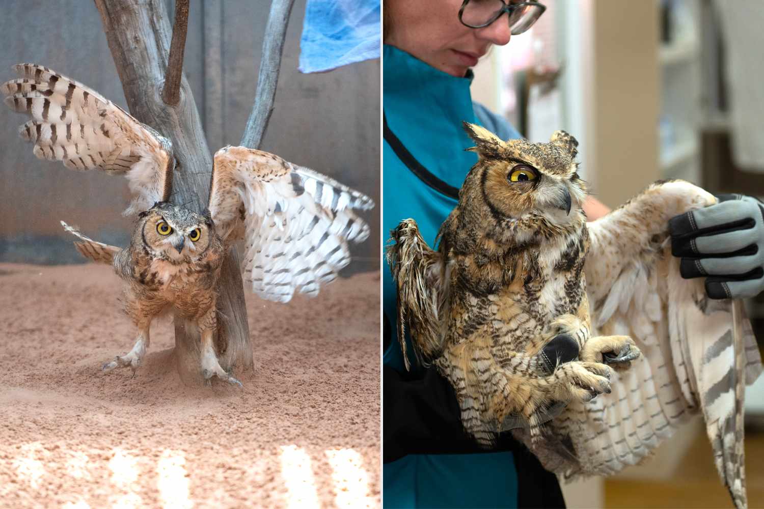 Owl takes flight and returns to the wild 7 months after getting stuck ...