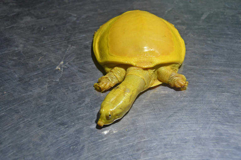 Albino softshell turtle looks like a real-life Pokémon