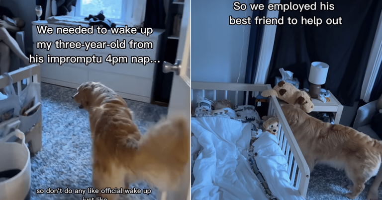 Golden retriever joins toddler for a nap after failing to wake him up