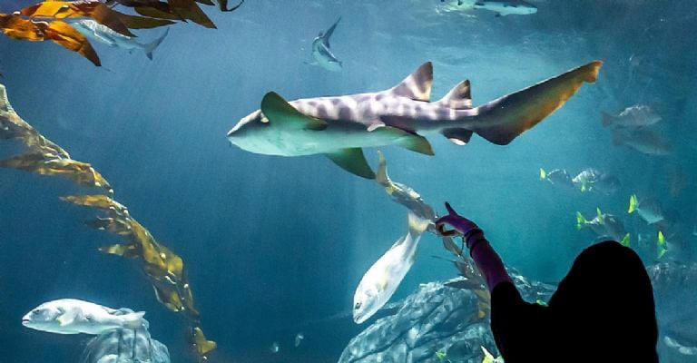 Turibus y Acuario Michin lanzan experiencia imperdible en la Ciudad de ...