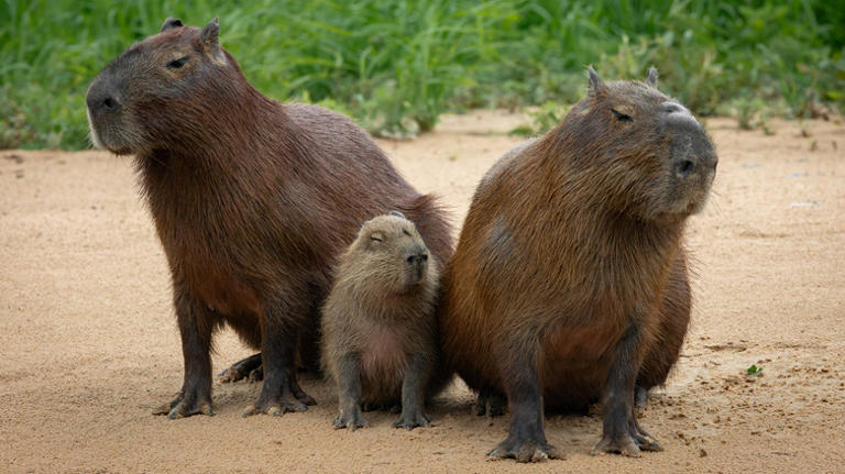Sleepy capybara snoring like a human earns 'Capysnora' nickname on ...