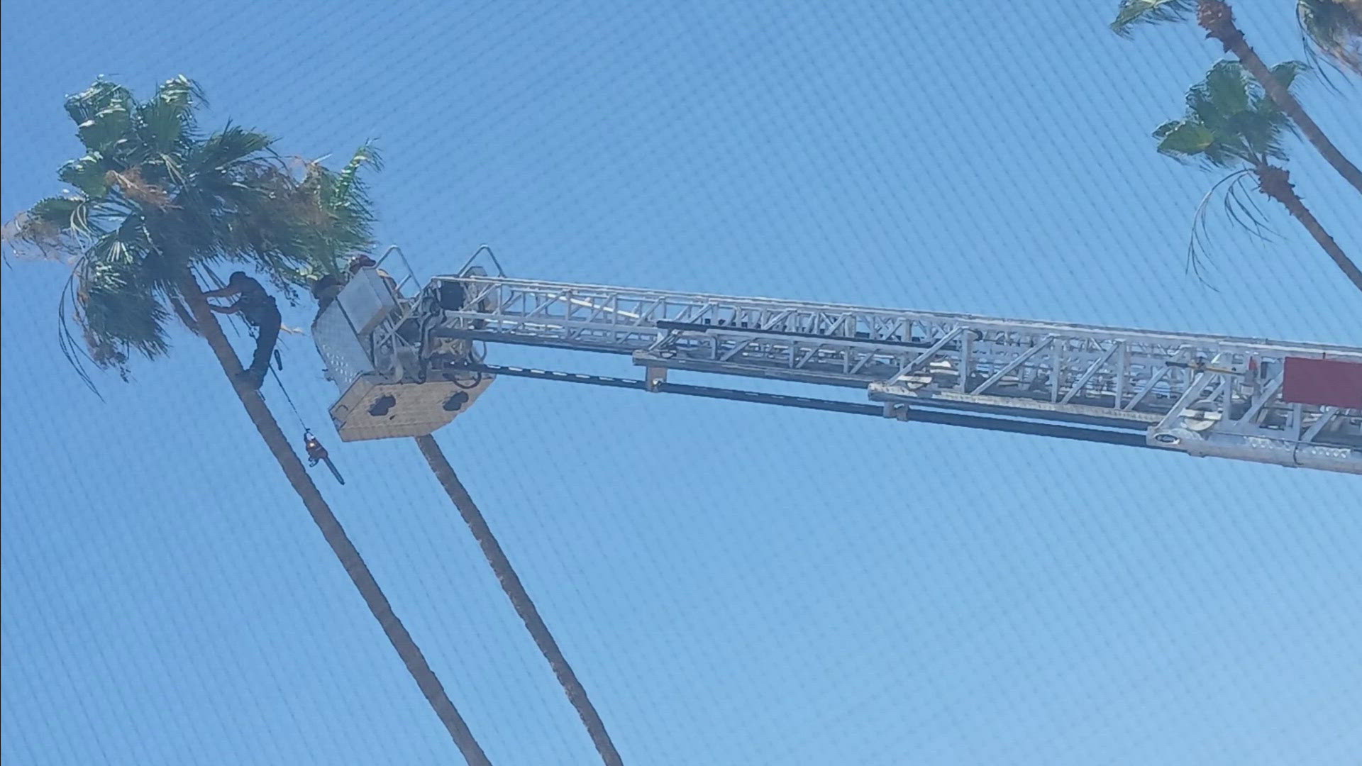 Tree trimmer rescued after being stranded 40 feet up a palm tree