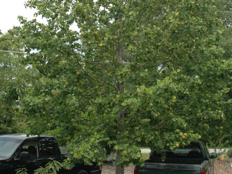 Two 'Liberty Trees' dedicated at Veterans Park