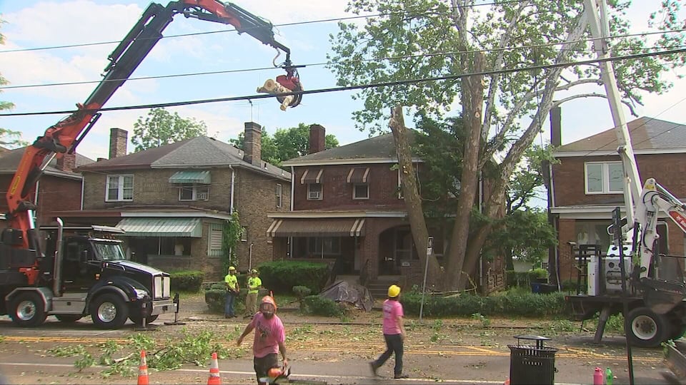 Sewer line repair can begin after massive tree is removed with help of ...