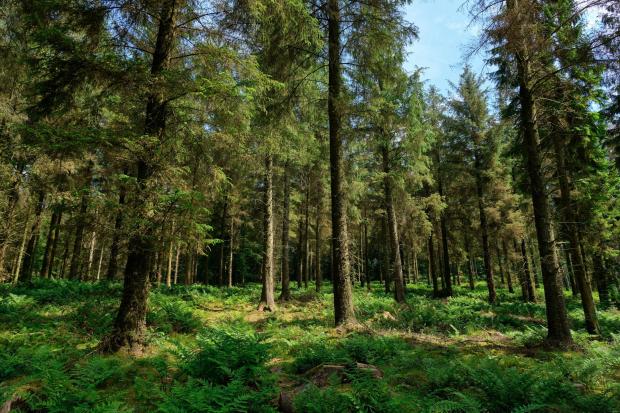New UK forest given £7.5m funding boost by government