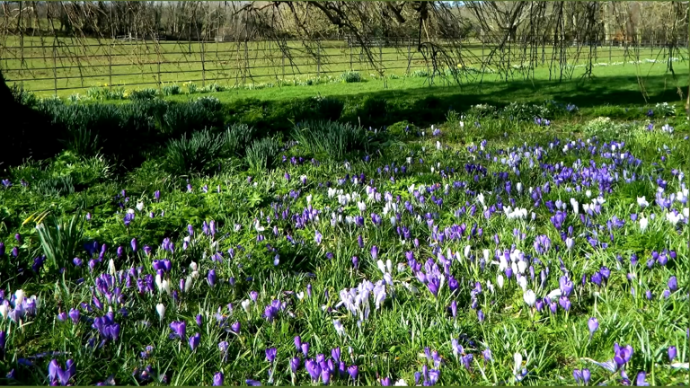 Turn your lawn into a sea of spring color with this easy crocus ...