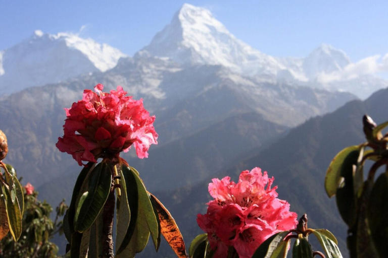 This ancient Himalayan flower turns into a refreshing drink: Here's how ...