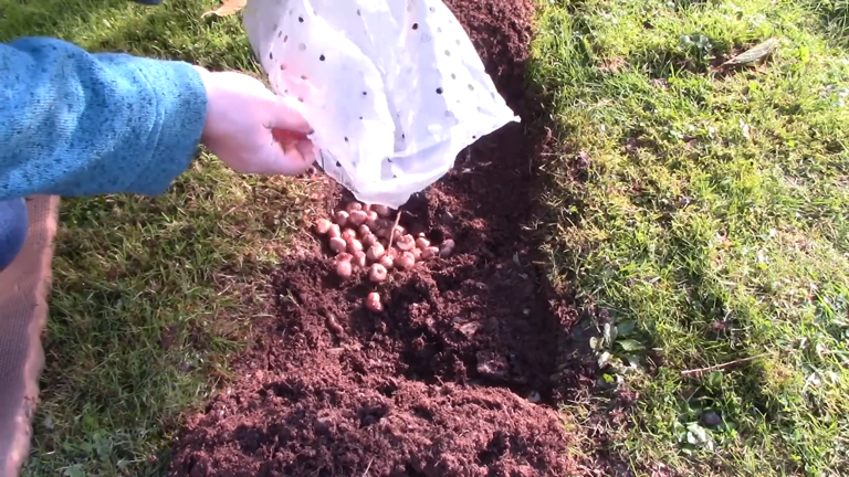 Turn your lawn into a sea of spring color with this easy crocus ...