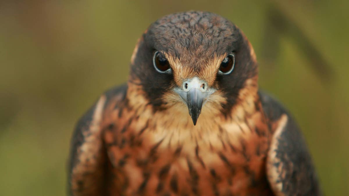 Brave farmer rescues an injured hawk—then the whole situation takes a ...