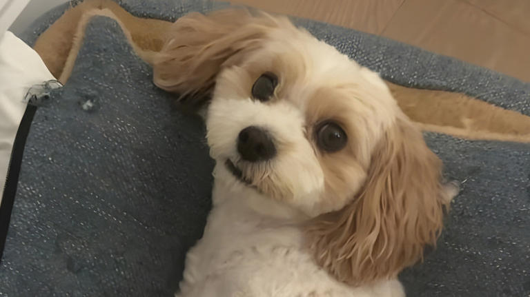 Cavapoo was supposed to help mom 'stay more active' but has other plans