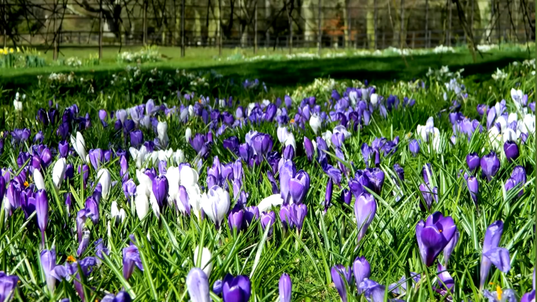 Turn your lawn into a sea of spring color with this easy crocus ...