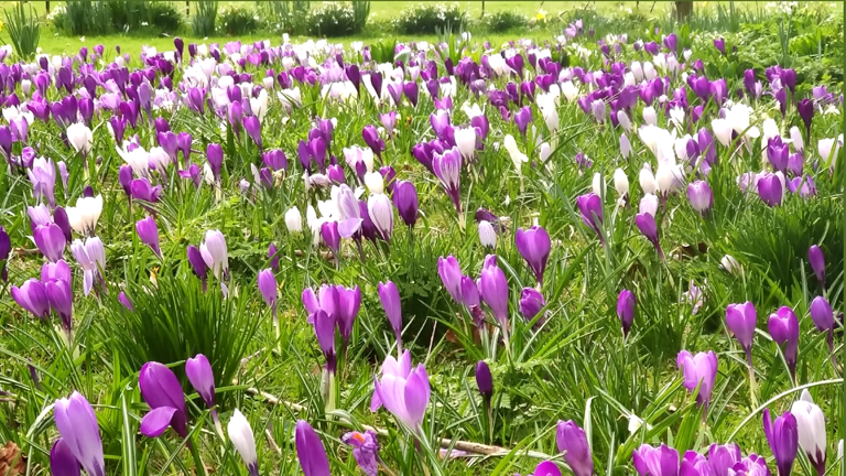 Turn your lawn into a sea of spring color with this easy crocus ...