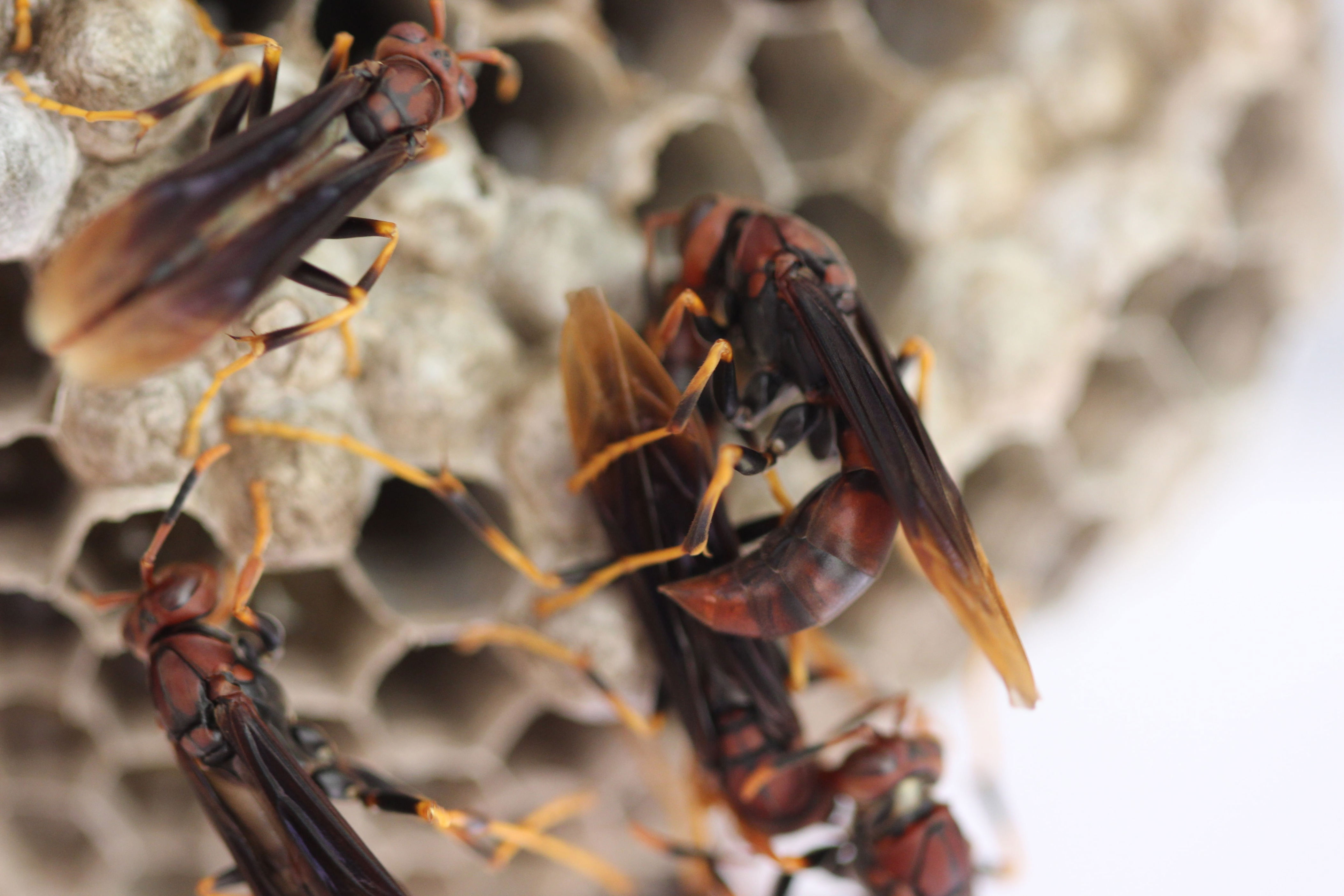 Hidden workers sustain wasp colonies without queen