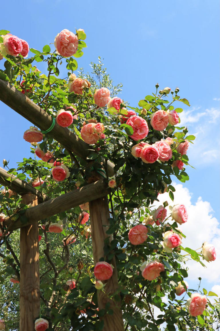 15 plants that instantly create a romantic English country garden