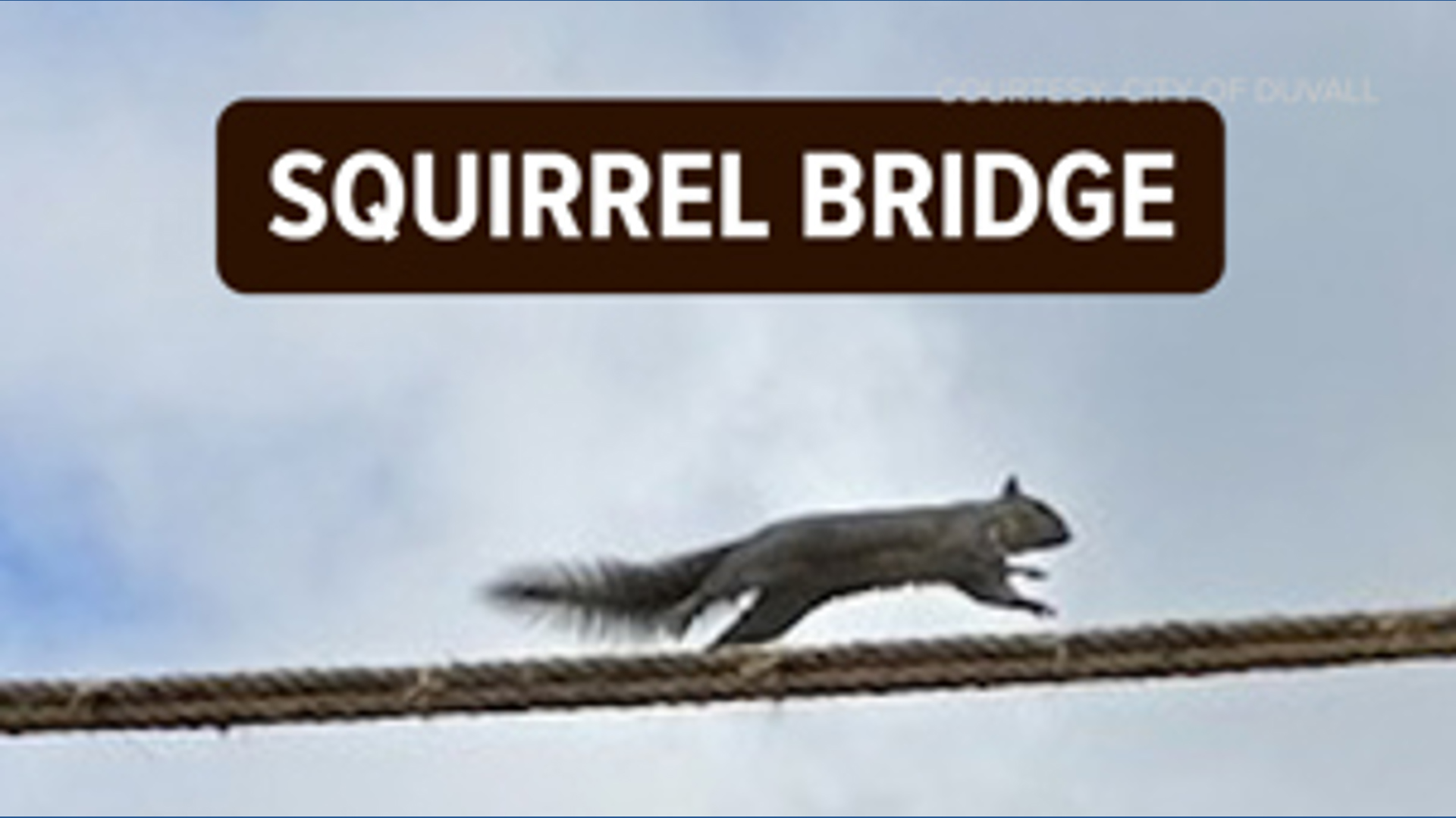 City of Duvall builds bridge for squirrels