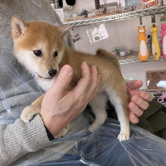 柴 子犬時代