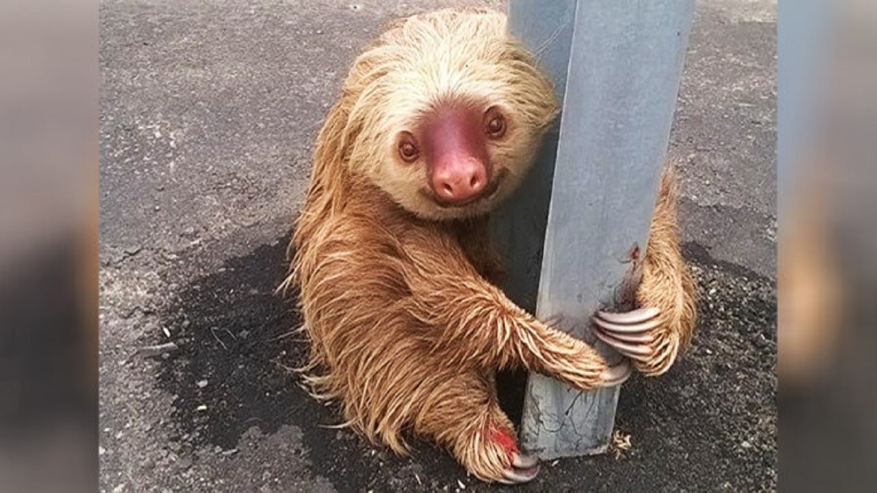 Little sloth tries to cross the highway in Ecuador, gets scared, can't move