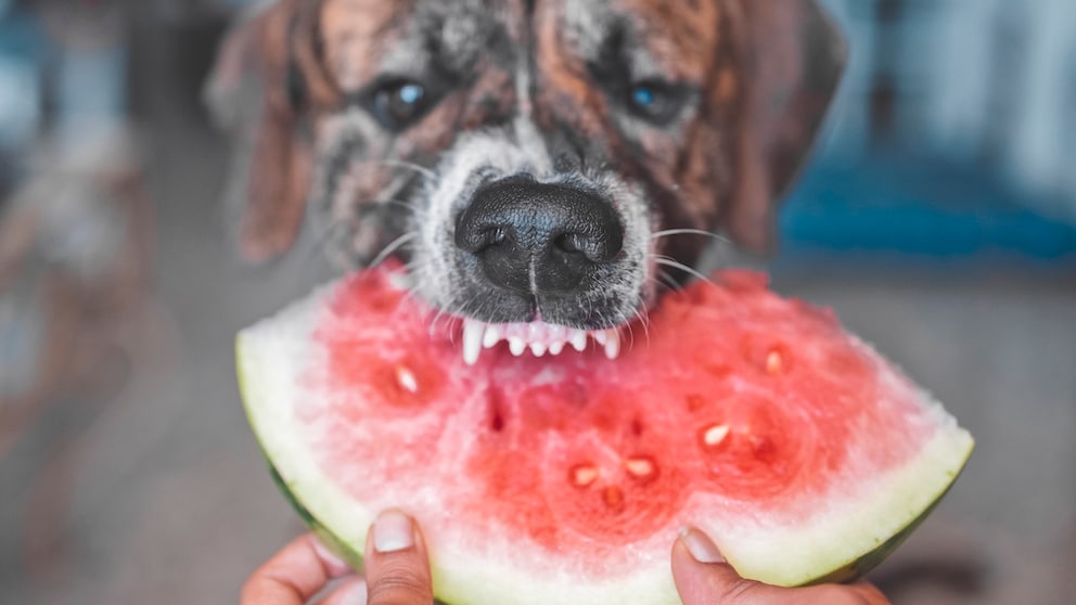 Can dogs actually eat watermelon?