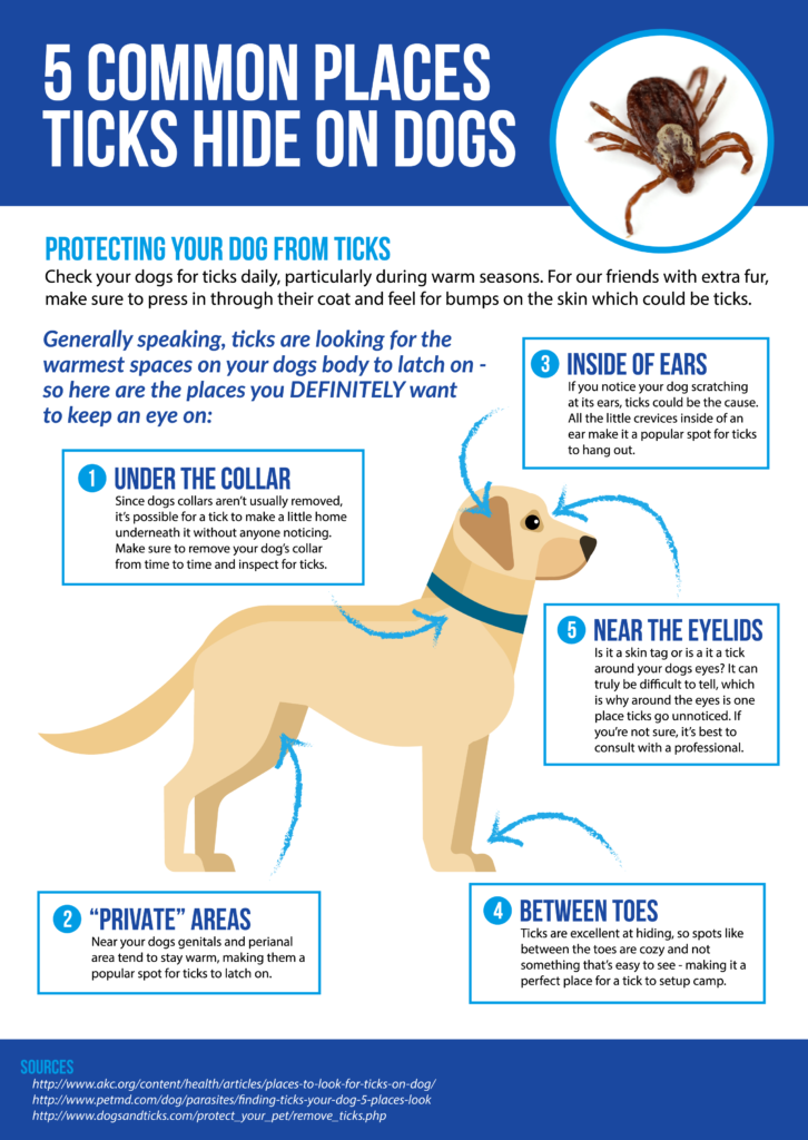 Parasite prevention playbook: Protect your dog from fleas, ticks, and ...
