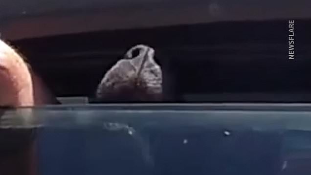 Police rescue dog trapped in very hot car