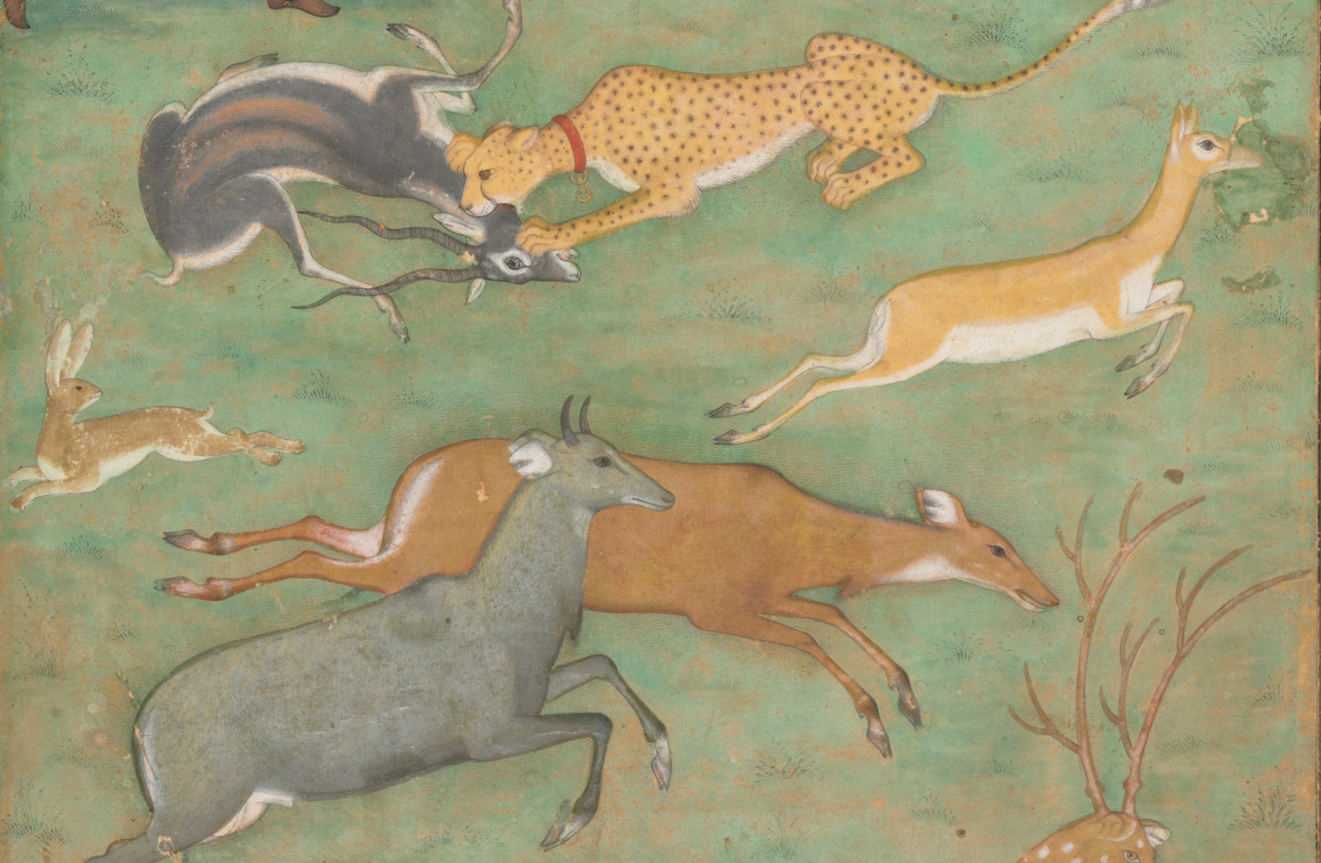 Cheetahs and other wild animals tamed by ancient civilizations